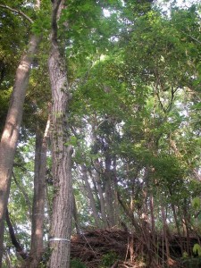 kisaradu01_forest